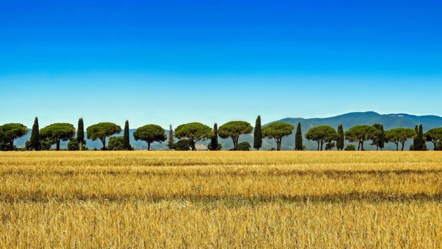 tuscany, cypress, italy-504314.jpg